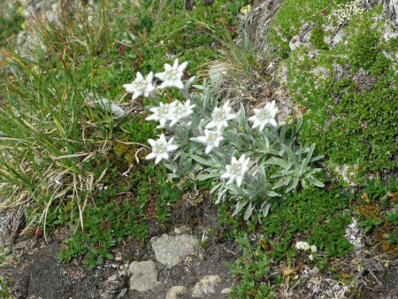 Edelweiss am Grat