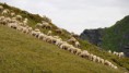 /album/ksrnischer-hohenweg-24-bis-30-7-2017/a087-schafe-jpg/
